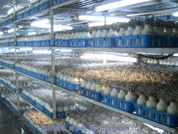 德爾製冷冷(lěng)水機用於食用菌培(péi)育環境